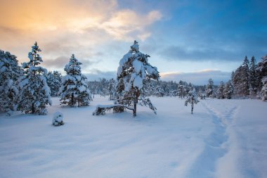 güzel kış manzara kar ağaç