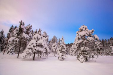 güzel kış manzara kar ağaç