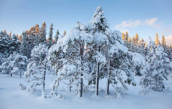 美丽的冬天的风景雪树 — 图库照片