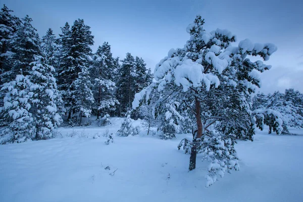 Güzel Kış Manzara Kar Ağaç — Stok fotoğraf