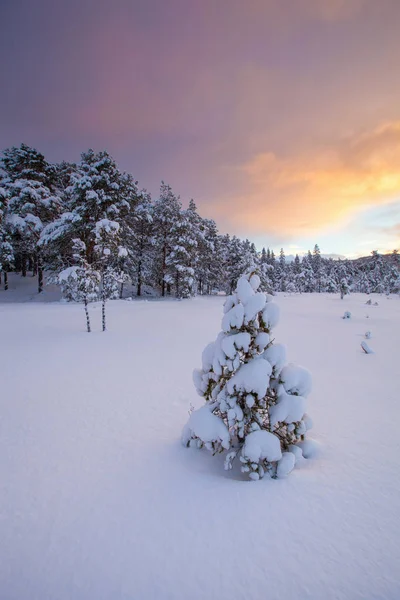 Mooie Winter Landschap Sneeuw Boom — Stockfoto