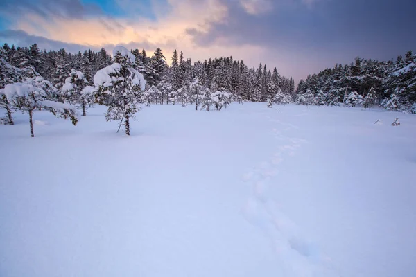 Vackra Vinter Landskap Snö Träd — Stockfoto