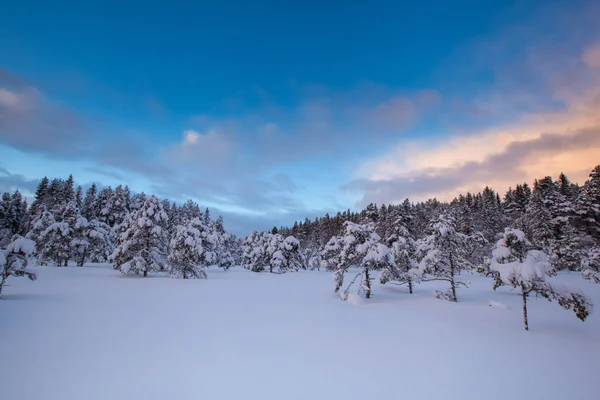 Mooie Winter Landschap Sneeuw Boom — Stockfoto