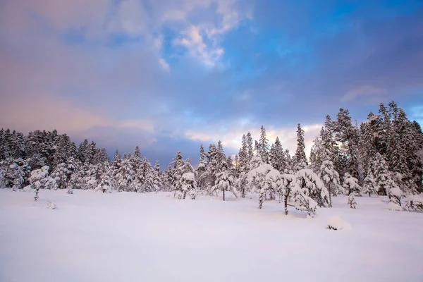 Beau Paysage Hiver Arbre Neige — Photo