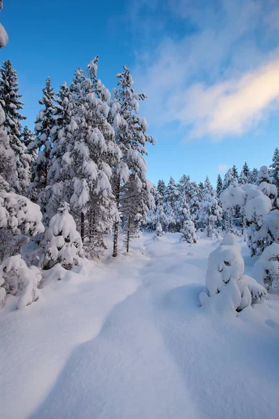 Mooie Winter Landschap Sneeuw Boom — Stockfoto