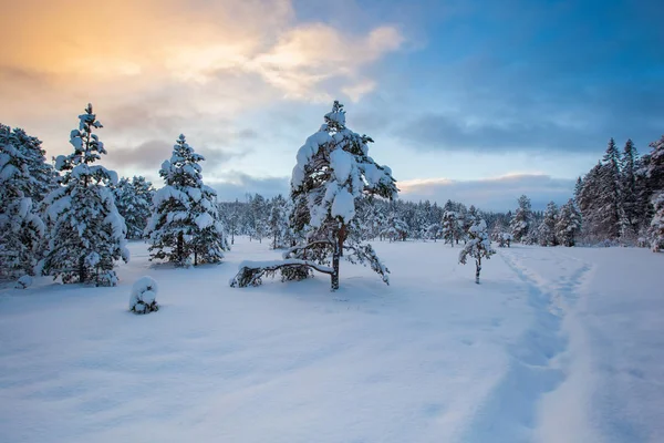 Hermoso Paisaje Invierno Árbol Nieve —  Fotos de Stock