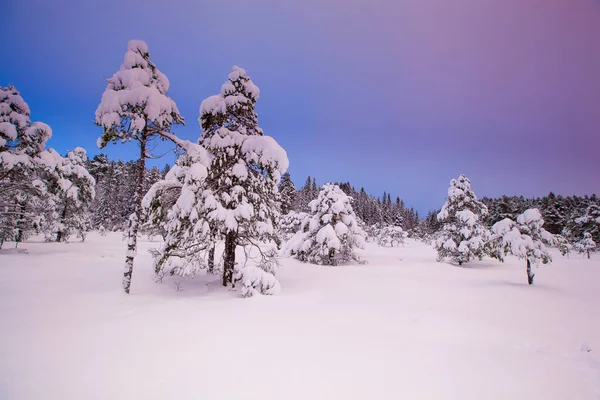 Krásné Zimní Krajiny Sněhu Strom — Stock fotografie
