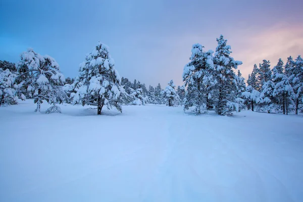 Beau Paysage Hiver Arbre Neige — Photo