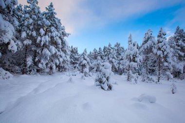 güzel kış manzara kar ağaç