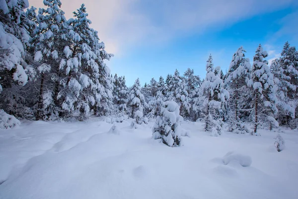 Bellissimo Paesaggio Invernale Albero Della Neve — Foto Stock