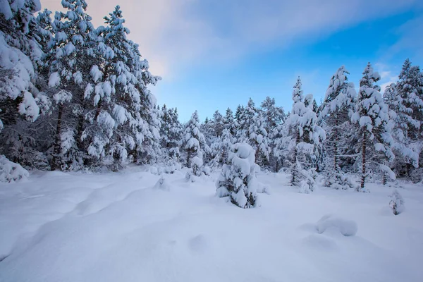 Vackra Vinter Landskap Snö Träd — Stockfoto