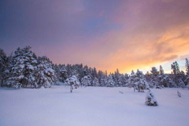 güzel kış manzara kar ağaç