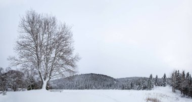 güzel kış manzara kar ağaç