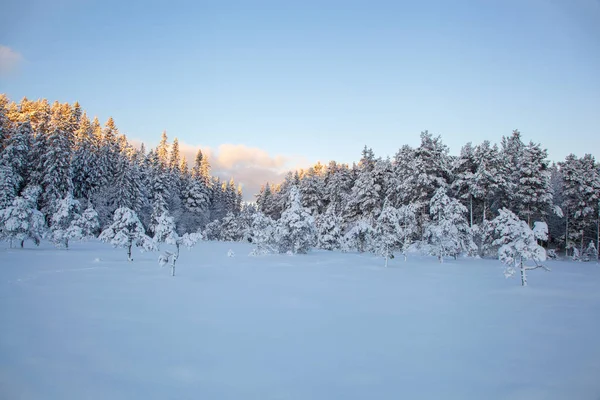 美丽的冬天的风景雪树 — 图库照片