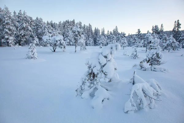 Bela Paisagem Inverno Árvore Neve — Fotografia de Stock