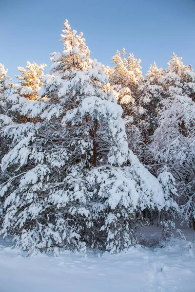 Mooie Winter Landschap Sneeuw Boom — Stockfoto