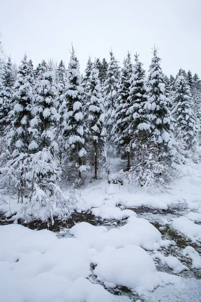 Bela Paisagem Inverno Árvore Neve — Fotografia de Stock