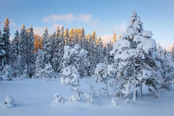 Piękny Zimowy Krajobraz Snow Drzewo — Zdjęcie stockowe