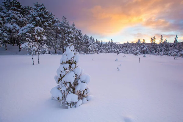 Bellissimo Paesaggio Invernale Albero Della Neve — Foto Stock