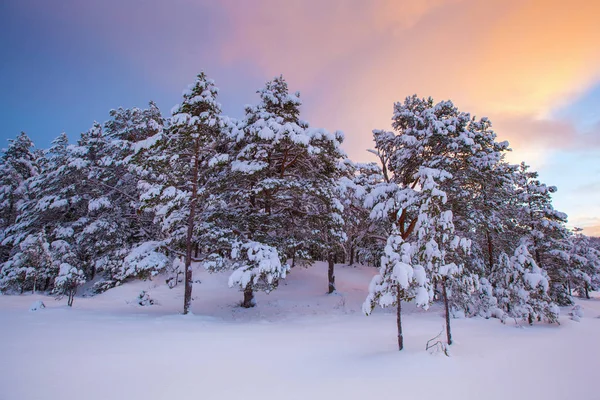 Bela Paisagem Inverno Árvore Neve — Fotografia de Stock