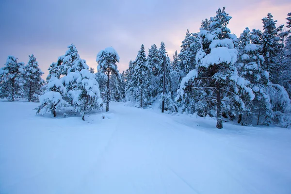 Beau Paysage Hiver Arbre Neige — Photo