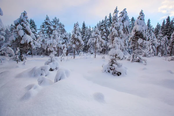 Beau Paysage Hiver Arbre Neige — Photo