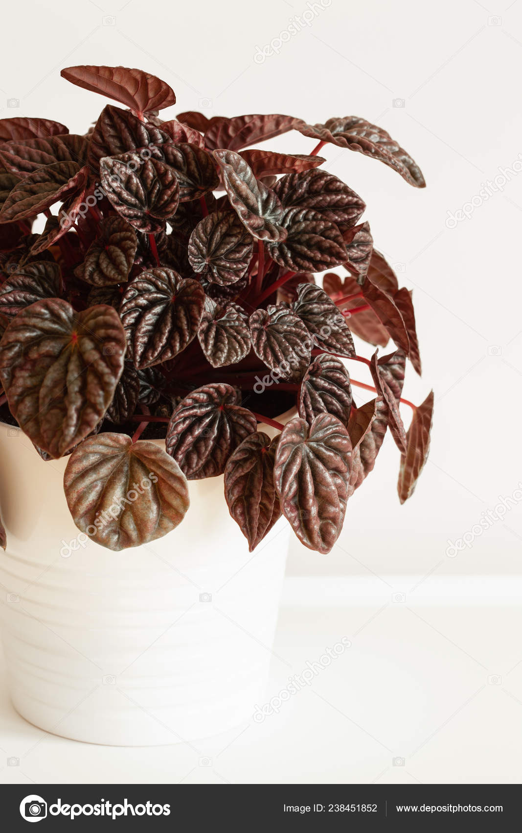 Houseplant Peperomia Caperata White Flowerpot Stock Photo C Duskbabe 238451852