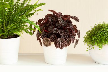 houseplants fujer, peperomia caperata, beyaz Çiçeklik arapsaçı soleirolii
