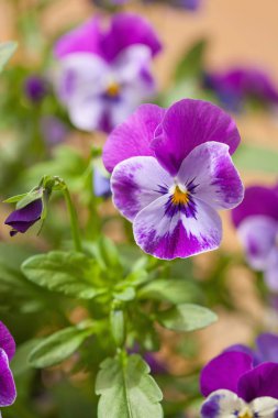 güzel homo Yaz Çiçek bahçesinde