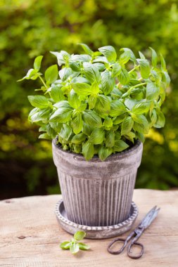 Bahçedeki saksıda taze fesleğen
