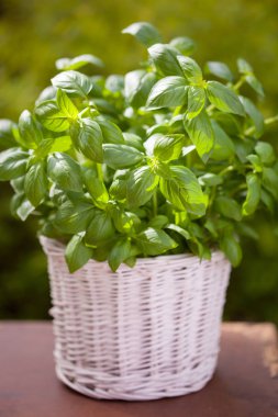 Bahçedeki saksıda taze fesleğen
