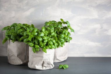 Kağıt tencerede taze fesleğen bitki