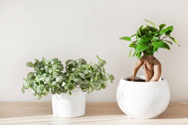 Beyaz saksının içinde houseplants fittonia ve ficus microcarpa ginseng