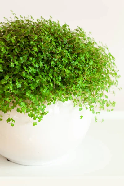 Houseplant Soleirolia Soleirolii White Flowerpot — Stock Photo, Image