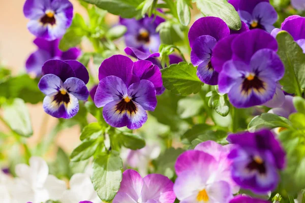 Schöne Stiefmütterchen Sommerblumen Garten — Stockfoto
