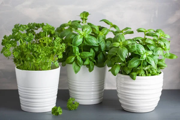 Fresh Basil Parsley Herb Pot — Stock Photo, Image