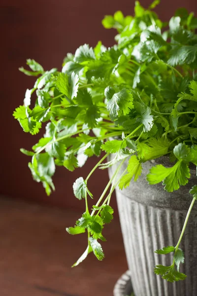 Hierba Cilantro Fresca Maceta — Foto de Stock