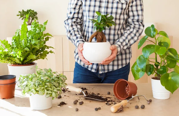 Berkebun Menanam Rumah Manusia Relokasi Ficus Tanaman Rumah — Stok Foto