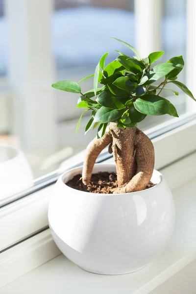 Houseplant Ficus Microcarpa Ginseng Witte Bloempot — Stockfoto