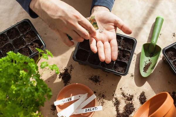 Jardinagem Plantio Casa Homem Semeando Sementes Caixa Germinação — Fotografia de Stock