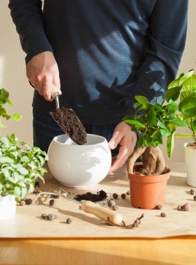 Bahçe, evde dikim. adam taşındıktan ficus houseplant
