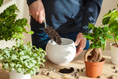 Bahçe, evde dikim. adam taşındıktan ficus houseplant