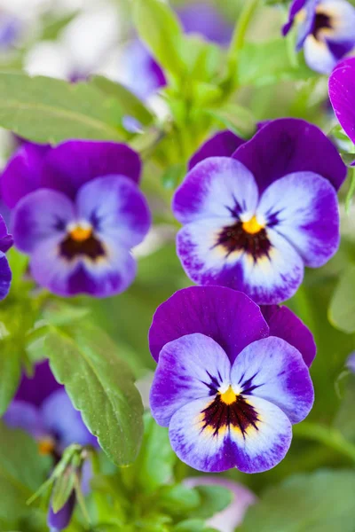 Belles Fleurs Été Pansy Dans Jardin — Photo