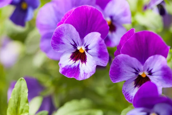 Красиві Соснові Літні Квіти Саду — стокове фото
