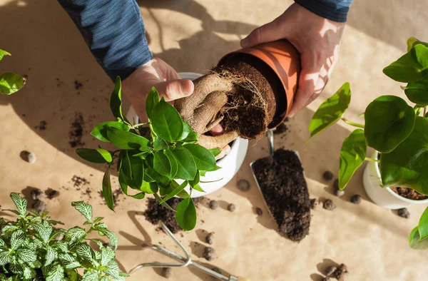 Jardinagem Plantio Casa Homem Realocação Ficus Planta Sala — Fotografia de Stock