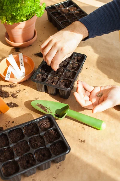 Tuinieren Planten Thuis Man Zaaien Kiemkracht Vak — Stockfoto