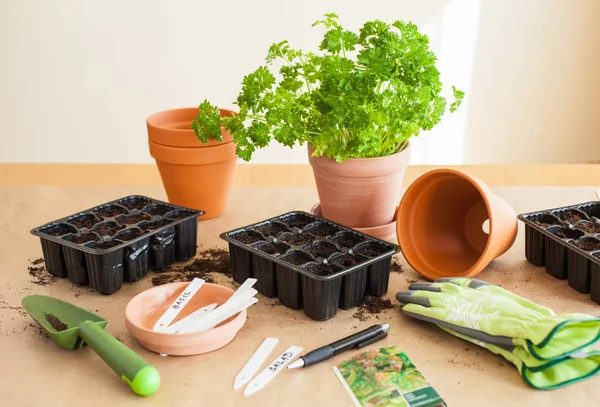 Kertészet Otthon Ültetés Vetés Vetőmag Csírázási Mezőbe — Stock Fotó