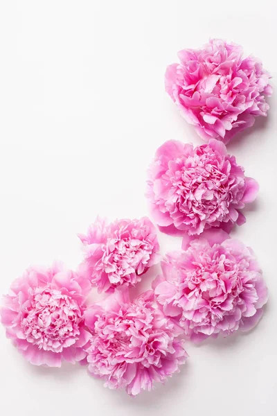 美丽的粉色牡丹花背景 — 图库照片