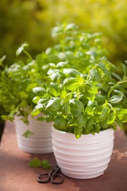 Bahçede taze fesleğen maydanozu ve naneli otlar