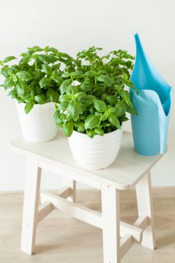 taze fesleğen ve maydanoz bitki saksıları içinde
